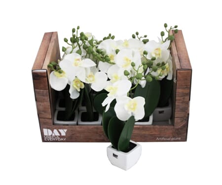 BLOMST ORKIDE 23CM DISPLAY 1/15