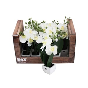 BLOMST ORKIDE 23CM DISPLAY 1/15