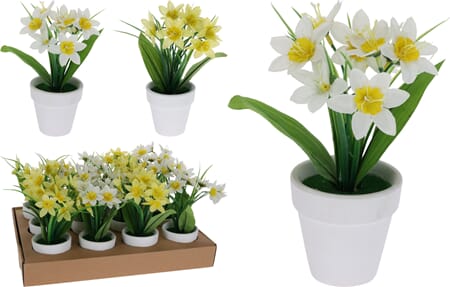 BLOMST DISPLAY 1/12/24