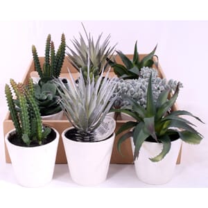 BLOMST I POTTE 15CM 6ASS 1/12/24