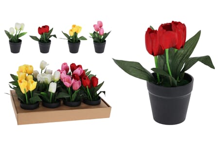 BLOMST DISPLAY 1/12/24