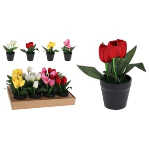 BLOMST DISPLAY 1/12/24