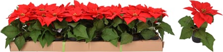 JUL BLOMST JULESTJERNE 19CM 1/24/48